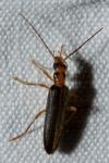 Nacerdes carniolica