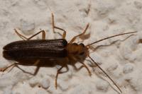 Nacerdes carniolica
