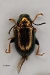 Crepidodera plutus