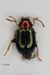Crepidodera aurata