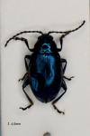 Altica tamaricis