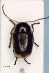 Cryptocephalus moraei