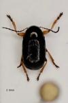 Cryptocephalus ocellatus