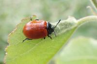 Chrysomela populi