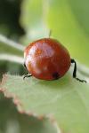 Chrysomela populi