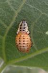 Chrysomela populi