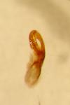 Cryptocephalus ocellatus