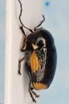 Cryptocephalus moraei