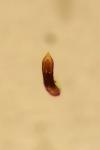 Crepidodera plutus