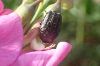 Oxythyrea funesta