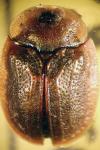 Hypocassida subferruginea