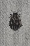Myzia oblongoguttata