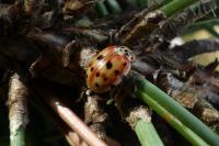 Harmonia quadripunctata