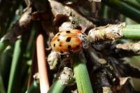 Harmonia quadripunctata