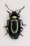 Phratora vitellinae