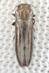 Agrilus cinctus