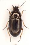 Amara familiaris
