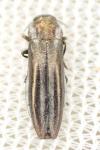 Agrilus cinctus
