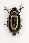 Phratora vitellinae