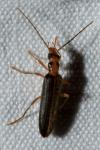 Nacerdes carniolica
