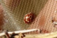 Myrrha octodecimguttata