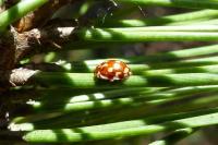 Myrrha octodecimguttata
