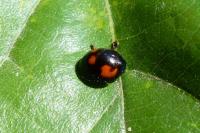 Exochomus quadripustulatus