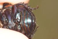 Geotrupes spiniger