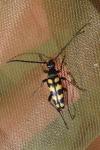 Leptura quadrifasciata