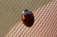 Adalia bipunctata