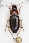Calathus cinctus