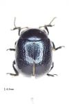 Chrysolina haemoptera