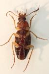 Calathus cinctus