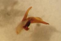 Calathus cinctus