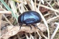 Chrysolina haemoptera
