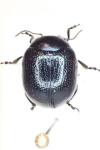 Chrysolina haemoptera