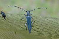 Opsilia coerulescens