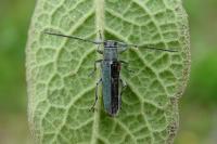 Opsilia coerulescens