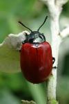 Chrysomela populi