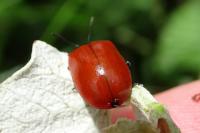 Chrysomela populi