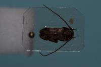 Exocentrus adspersus