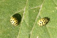 Psyllobora vigintiduopunctata