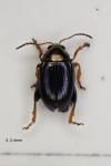 Chaetocnema semicoerulea