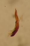 Chaetocnema semicoerulea
