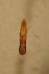 Chaetocnema semicoerulea