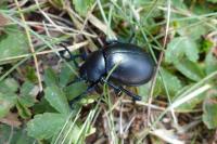 Timarcha tenebricosa