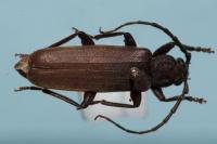 Arhopalus rusticus