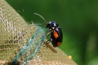 Cryptocephalus moraei
