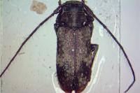 Exocentrus adspersus