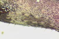Exocentrus adspersus
